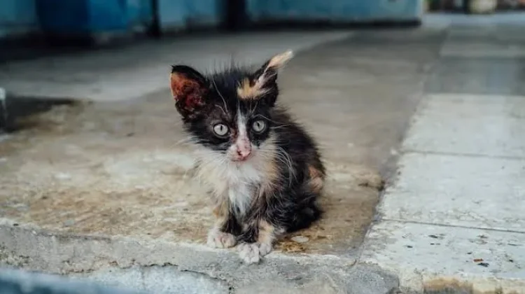Sejarah Peringatan Hari Penyelamatan Kucing Internasional