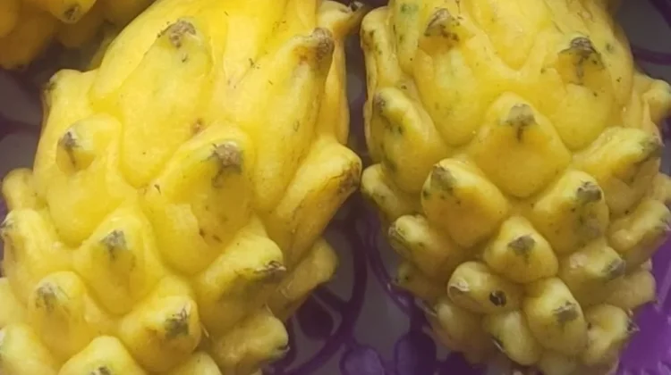 Dari Amerika Selatan, Ini Asal Buah Naga Kuning