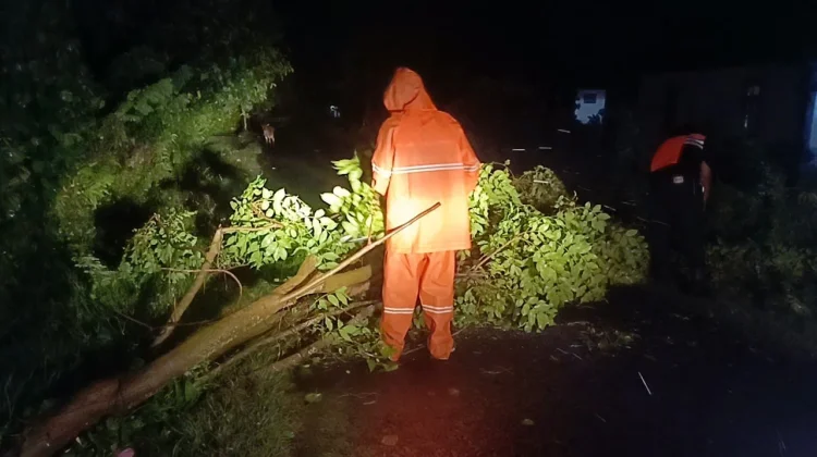 Cuaca Ekstrem Picu Sejumlah Pohon Tumbang di Jembrana