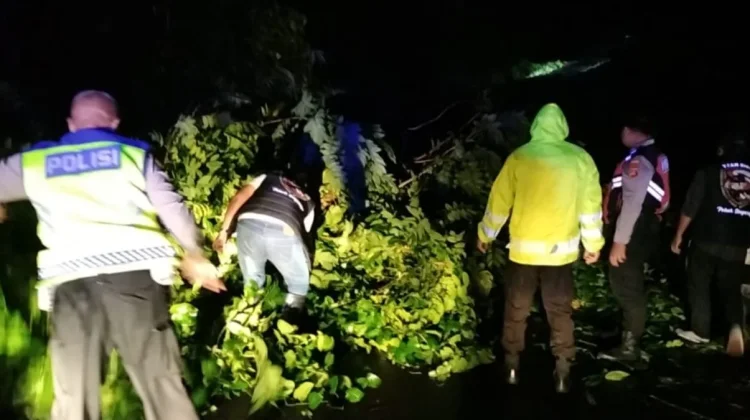 Hujan Deras dan Angin Kencang Dua Pohon Besar Tumbang di Buleleng Bali.