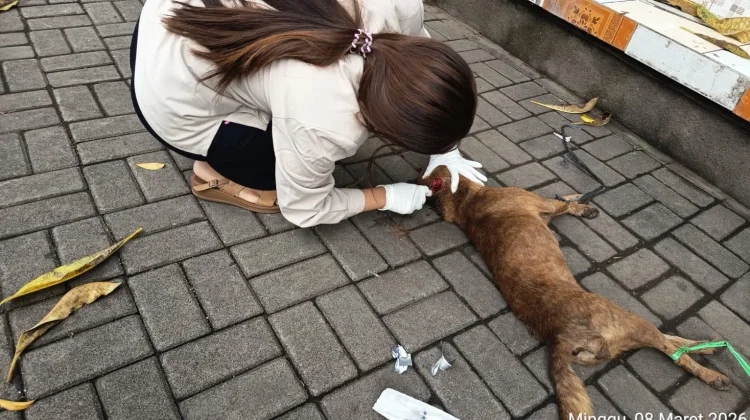 Diduga Rabies, Anjing Liar Gigit 15 Warga di Pasar Buleleng