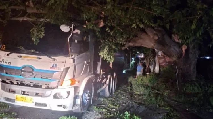 Angin Kencang Tumbangkan Pohon 25 Meter, Timpa Truk Kontainer dan Tutup Akses Jalan