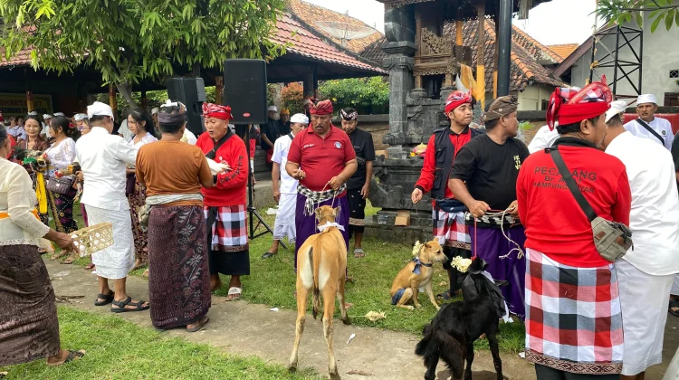 Mapepade, Ritual Pembersihan Hewan Kurban di Desa Adat Buleleng