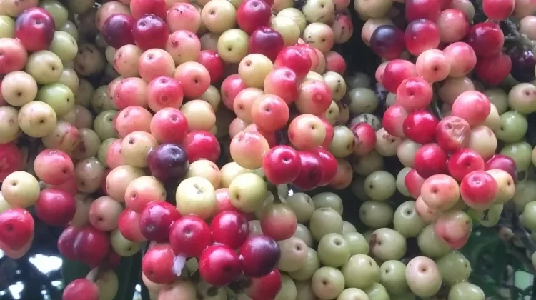 Buah Boni dan Segudang Manfaatnya untuk Kesehatan
