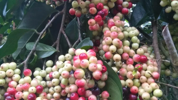 Cara Mengolah Buah Boni Menjadi Aneka Hidangan Lezat