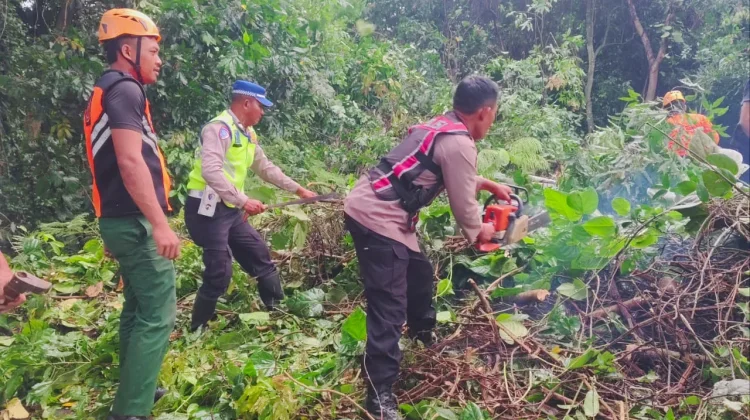 Jalan Denpasar-Gilimanuk Sempat Terhalang Pohon Tumbang di Melaya