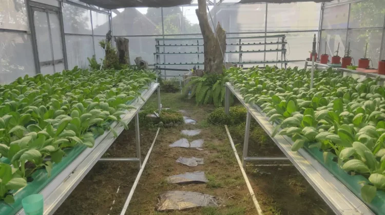 Urban Farming di Perkotaan Meningkat Dukung Ketahanan Pangan Lokal