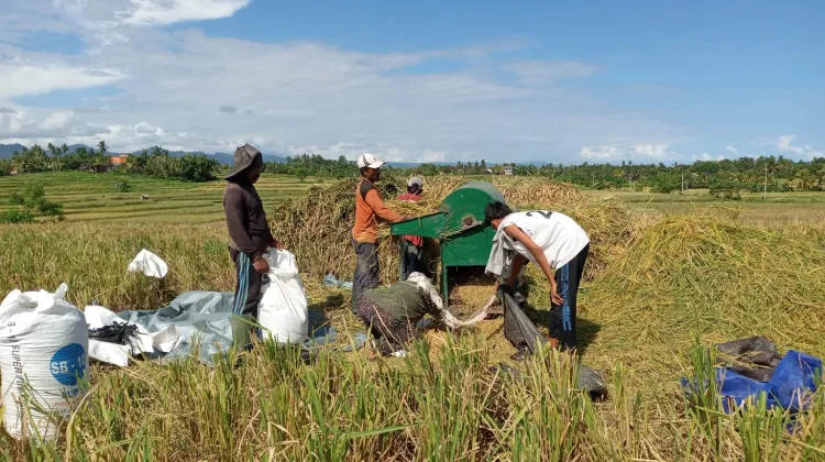 Cuaca Ekstrem Melanda, Belasan Hektare Sawah di Jembrana Roboh