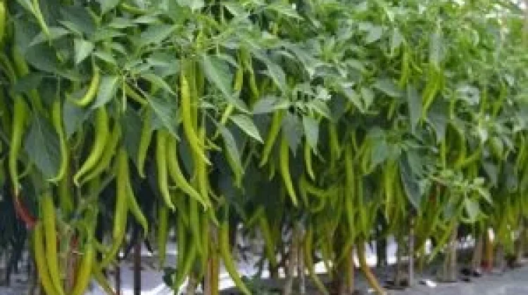 Cabe Ijo: Si Hijau Menggiurkan Peluang Cuan dari Kebun Sendiri
