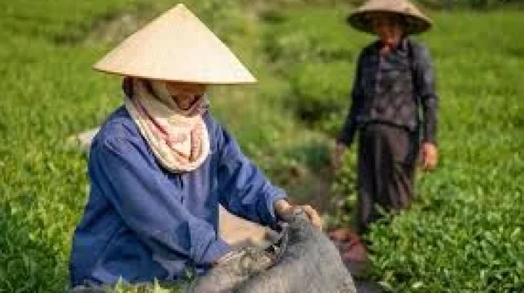 Biaya Produksi Jadi Faktor Penekan Nilai Tukar Petani