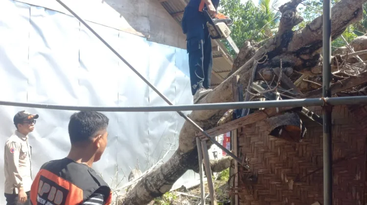 Dapur Warga di Pohsanten Hancur Tertimpa Pohon