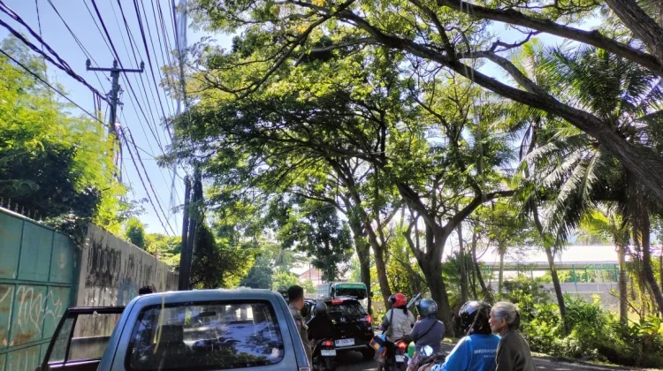 Satpol PP Banjar Data Pohon Rawan Tumbang di Jalur Nasional