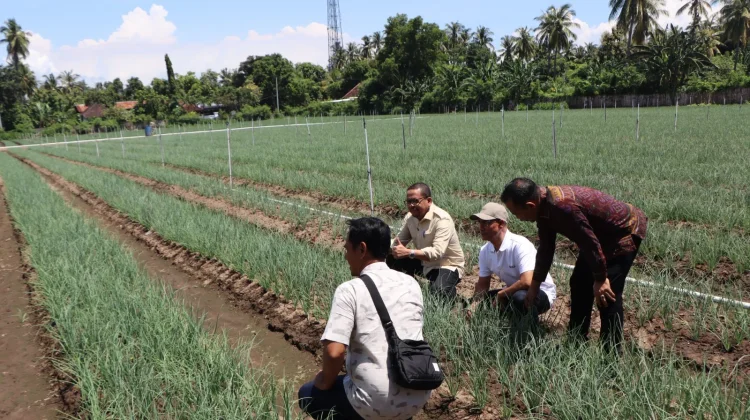 Produktivitas Bawang di Buleleng Menurun, Pemkab Dorong Penguatan Sarana