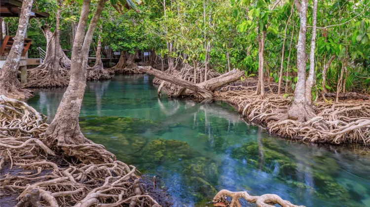 Peran Kolaborasi Jadi Kunci Pelestarian Mangrove di Bali
