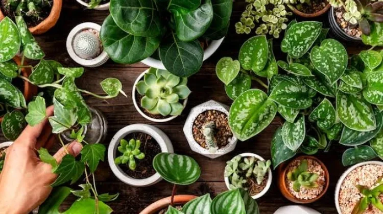 Hari Apresiasi Tanaman Internasional Diperingati 13 April