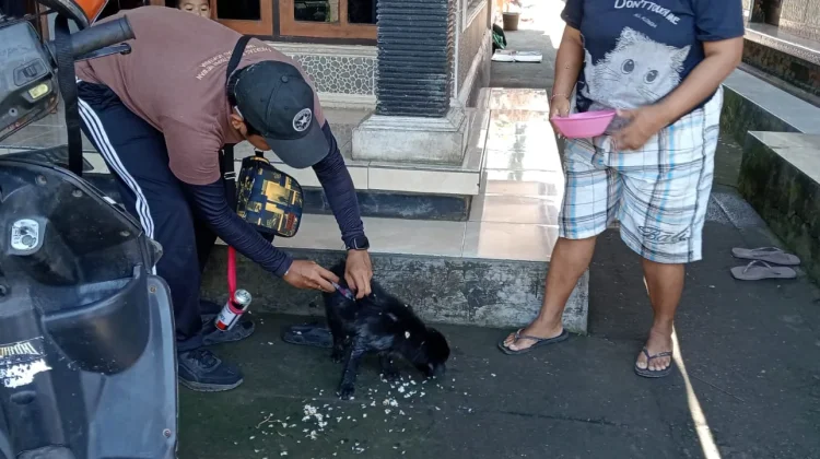 Kasus Gigitan Anjing di Jembrana Masih Tinggi, Vaksinasi Digencarkan