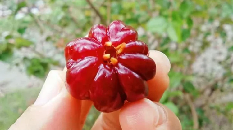 Pesona Dewandaru: Buah Surga yang Sarat Makna dan Manfaat