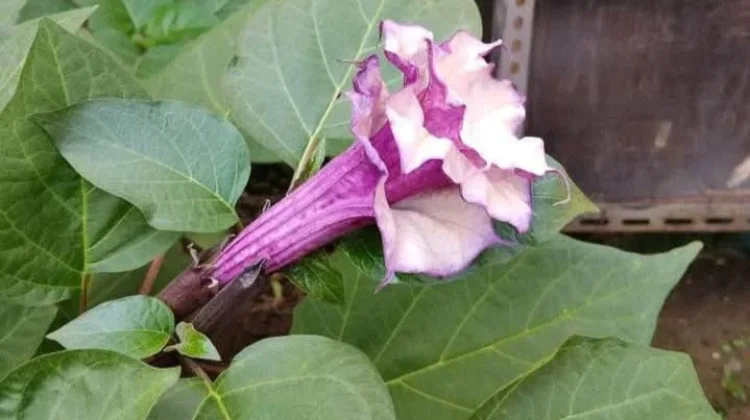 Tanaman Kecubung: antara Obat Tradisional atau Racun Berbahaya
