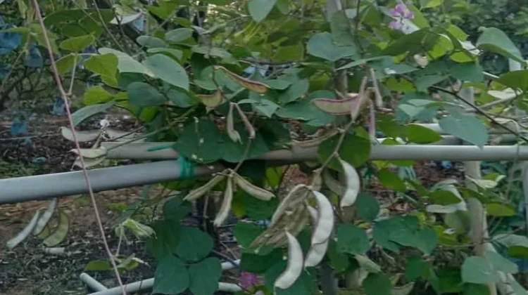 Kacang Kara: Si Sederhana yang Kaya Manfaat dan Nutrisi