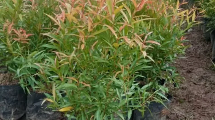 Teh Pucuk Merah: Pilihan Herbal Gaya Hidup Sehat