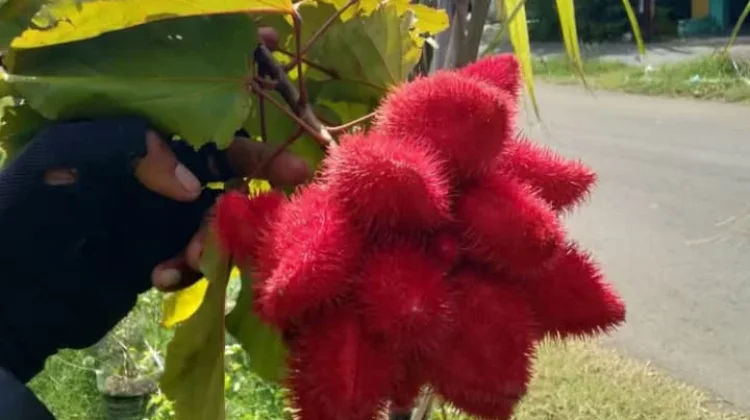Buah Lipstik: Misteri Buah Unik, Tampilan Seperti Kosmetik
