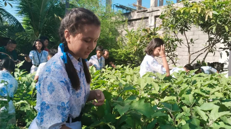 Spensaraja Panen Sayur, Wujudkan Swasembada Pangan Berbasis Sekolah