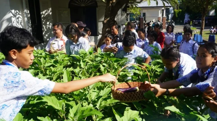 Panen Sayur SMPN 1 Singaraja, Bukti Belajar Berbasis Lingkungan