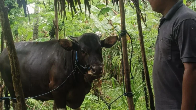 Permintaan Sapi Kurban Buleleng Melonjak, Kuota Diminta Ditambah