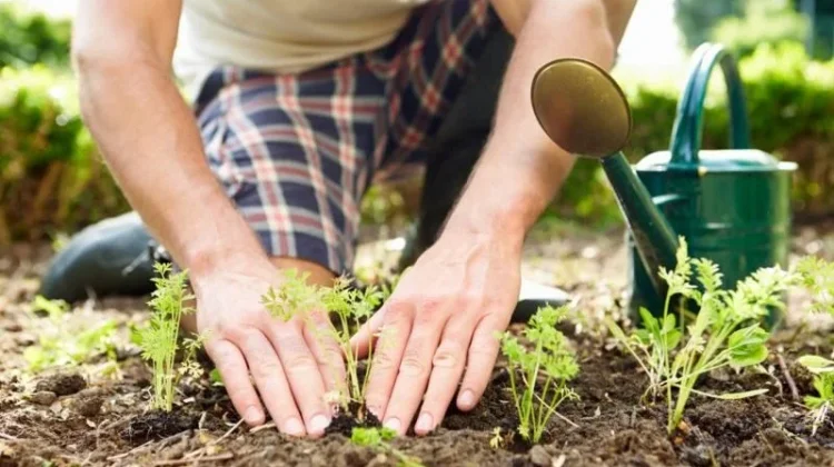 Terapi Berkebun di Lahan Sempit Sebagai Solusi Relaksasi di Perkotaan