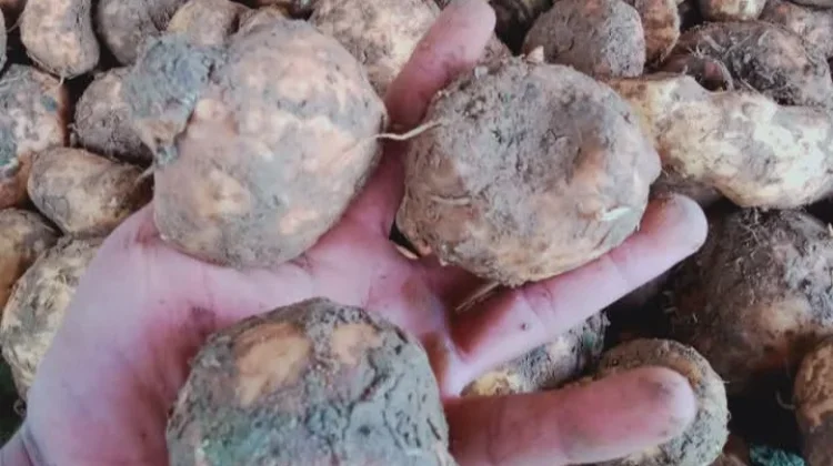 Umbi Porang: Superfood Lokal Kaya Manfaat dan Mendunia