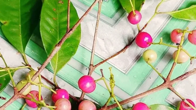Buah Salam: Kecil Bentuknya, Besar Khasiatnya untuk Kesehatan