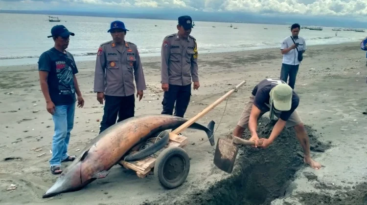 Polres Jembrana Tangani Lumba-Lumba Terdampar di Pantai Melaya