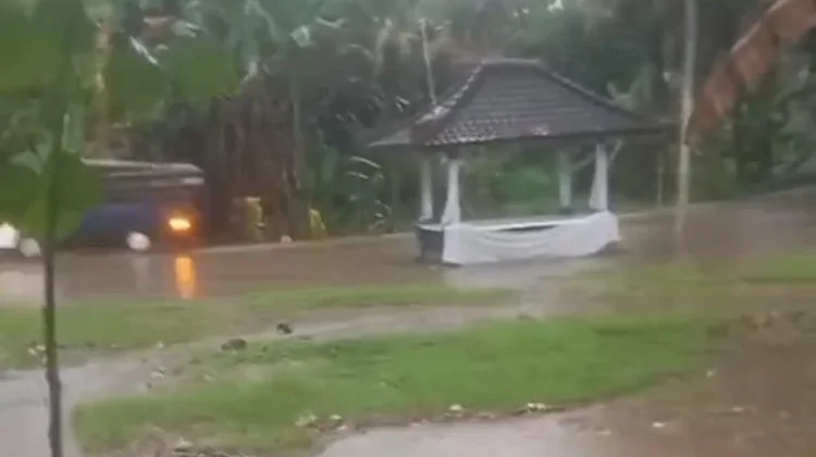 Dua Sapi Sempat Hanyut Terseret Banjir di Melaya