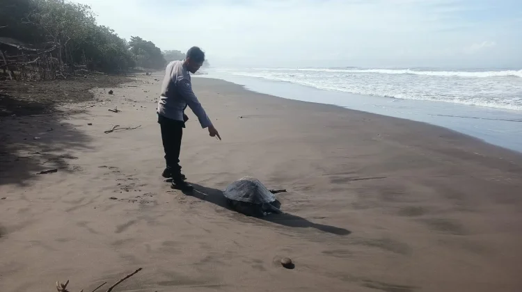 Penyu Lekang Mati Terdampar di Pantai Yehembang