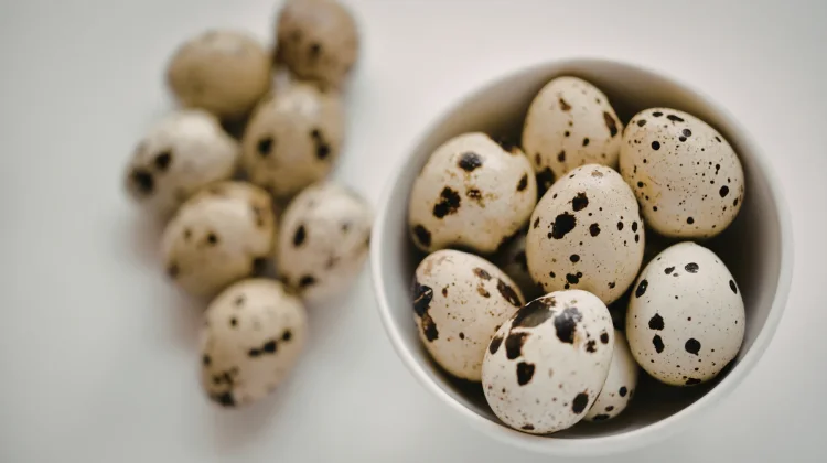Telur Puyuh, Kecil Ukurannya Kaya Manfaat