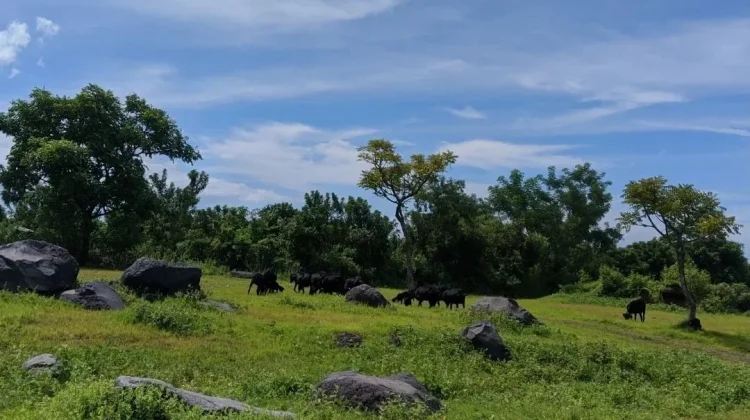 Savana Tianyar Bali, “Afrika van Bali” yang Kian Memikat Wisatawan