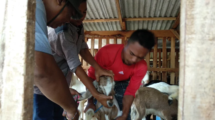 Dinas Pertanian Pastikan Stok Hewan Kurban Tersedia
