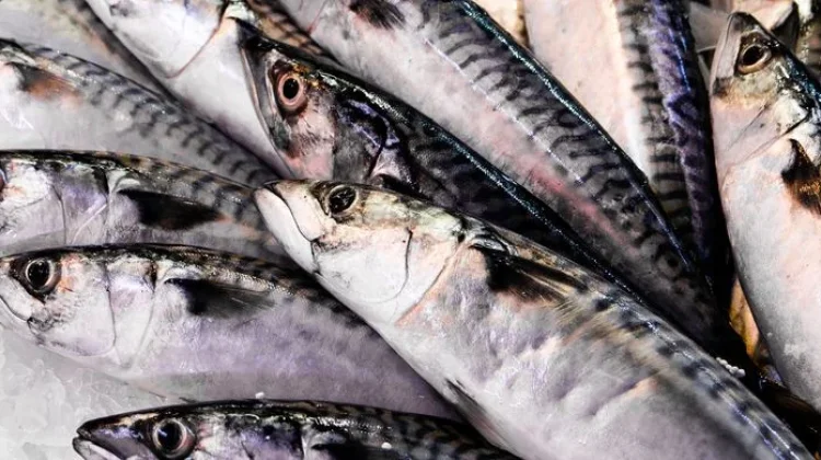 Trik Jitu Memilih Ikan Segar Kaya Omega-3 Di Pasar Tradisional