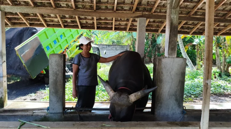 Sapi Bali asal Sumbersari Terpilih Hewan Kurban Bantuan Presiden RI