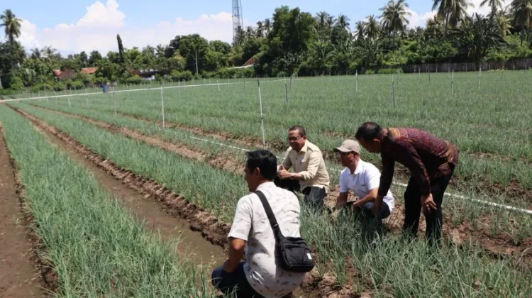 Gerokgak Jadi Sentra Bawang Merah, DPRD Buleleng Minta Irigasi Segera Direhab