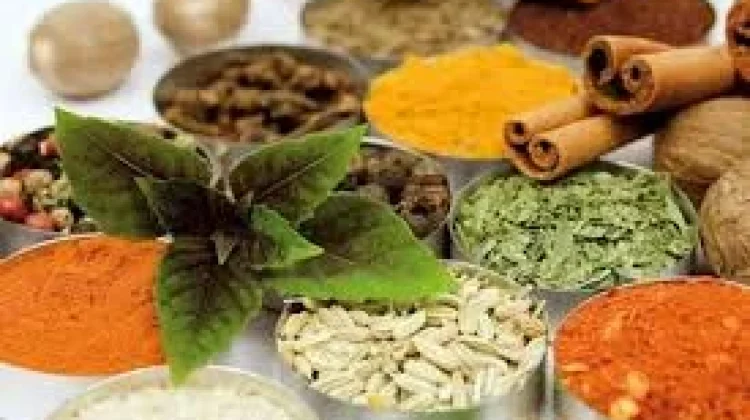 Tanaman Herbal yang Dipercaya Membantu Mengontrol Diabetes