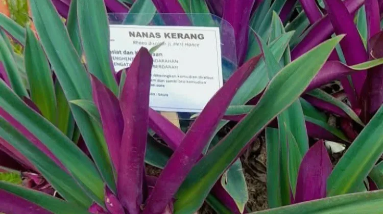 Tanaman Kerang Nanas: Herbal Alami yang Kaya Manfaat