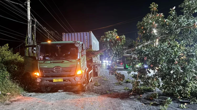 Pohon Tumbang Timpa Truk Kontainer di Jalur Denpasar-Gilimanuk