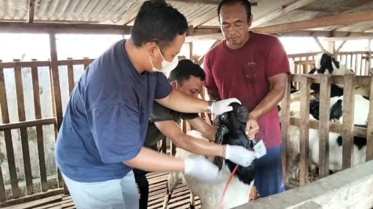 Petugas Periksa Kesehatan Hewan Kurban di Jembrana