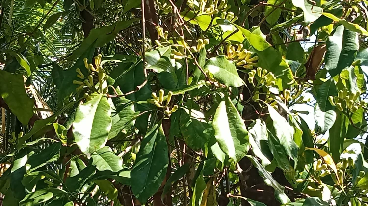 Panen Cengkeh di Padangbulia Meningkat, Petani Sebut Siklus Dua Tahunan
