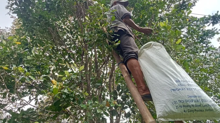 Krisis Pemetik Cengkeh di Gitgit, Risiko Tinggi dan Upah Rendah Jadi Penyebab