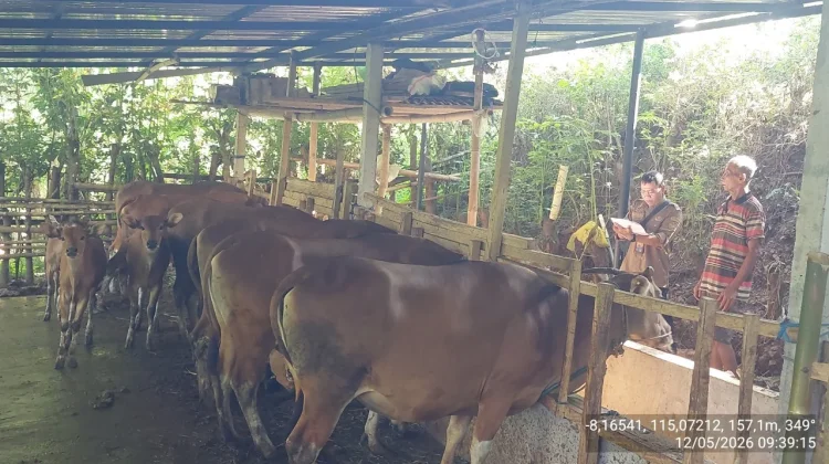 Jelang Iduladha, Distankan Buleleng Awasi 57 Titik Pemotongan Hewan Kurban