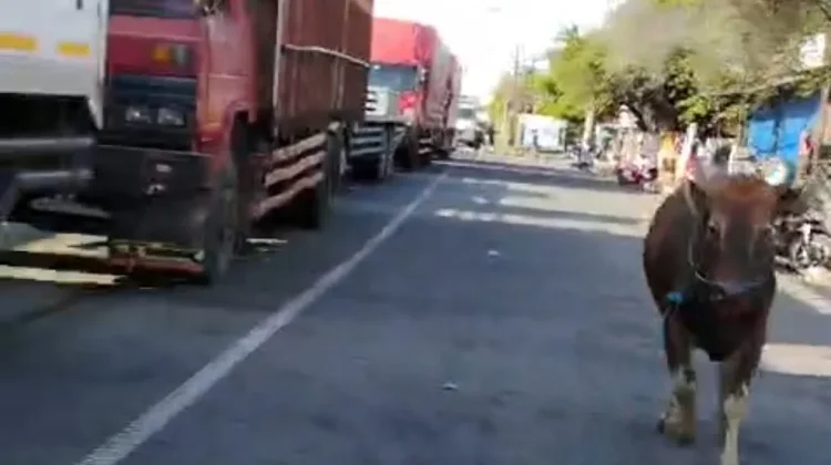 Sapi Kurban Lepas, Sempat Masuk Antrean Gilimanuk