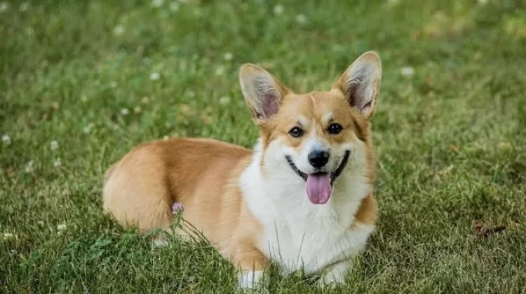 Peringatan 4 Juni: Hari Corgi Internasional