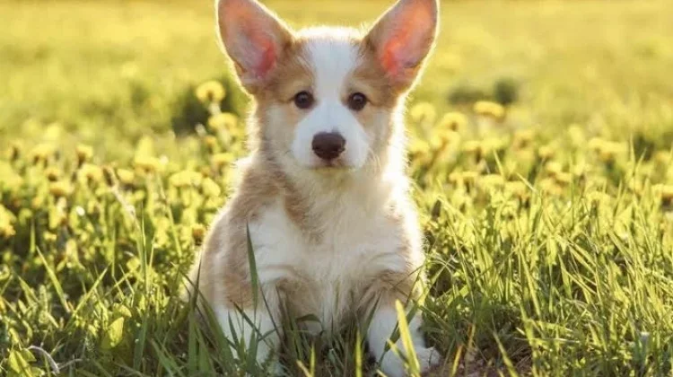 Hari Corgi Internasional, Begini Sejarahnya